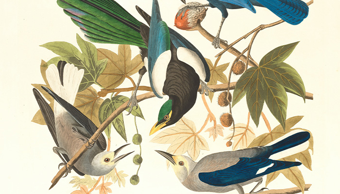 Illustration Portfolio de Dadoune Studio