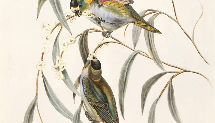 Illustration Portfolio de Dadoune Studio