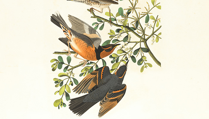 Illustration Portfolio de Dadoune Studio